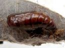 Selenia_dentaria_pupa_kakskuumittari_kotelo_IMG_2092.jpg