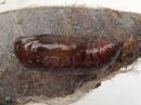 Selenia_dentaria_pupa_kakskuumittari_kotelo_IMG_2093.jpg