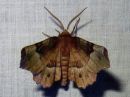 Selenia_tetralunaria_nelikuumittari_IMG_6703.jpg