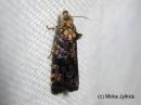 Tiedostonimi=Selenodes_karelicus_ahokirjokaariainen_12_7_2016_28329.JPG
Tiedostokoko=40kt
Koko=600x450
Lisätty=02.02.2017 Selenodes_karelicus_ahokirjokaariainen_12_7_2016_28329.JPG