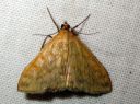 Sitochroa_verticalis_keltakoisa_IMG_7844.JPG