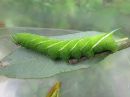 Smerinthus_ocellatus_larva_sinisilmakiitaja_toukka_IMG_4017.jpg