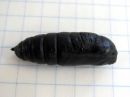 Smerinthus_ocellatus_pupa_sinisilmakiitaja_kotelo_IMG_4691.JPG