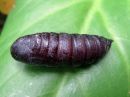 Smerinthus_ocellatus_pupa_sinisilmakiitaja_kotelo_IMG_5946.jpg