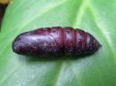 Smerinthus_ocellatus_pupa_sinisilmakiitaja_kotelo_IMG_5947.jpg