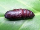 Smerinthus_ocellatus_pupa_sinisilmakiitaja_kotelo_IMG_5948.jpg