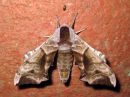 Tiedostonimi=Smerinthus_ocellatus_sinisilmakiitaja_IMG_4094.jpg
Tiedostokoko=81kt
Koko=600x450
Lisätty=28.03.2016 Smerinthus_ocellatus_sinisilmakiitaja_IMG_4094.jpg