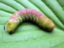 Sphinx_ligustri_larva_syreenikiitaja_toukka_IMG_4435.jpg