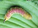 Sphinx_ligustri_larva_syreenikiitaja_toukka_IMG_4437.jpg