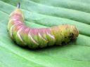 Sphinx_ligustri_larva_syreenikiitaja_toukka_IMG_4441.JPG