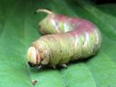 Sphinx_ligustri_larva_syreenikiitaja_toukka_IMG_4444.JPG