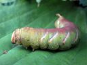 Tiedostonimi=Sphinx_ligustri_larva_syreenikiitaja_toukka_IMG_4452.jpg
Tiedostokoko=51kt
Koko=600x450
Lisätty=26.02.2013 Sphinx_ligustri_larva_syreenikiitaja_toukka_IMG_4452.jpg