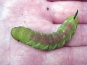 Sphinx_ligustri_larva_syreenikiitaja_toukka_IMG_4454.JPG