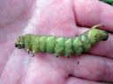 Sphinx_ligustri_larva_syreenikiitaja_toukka_IMG_4458.JPG