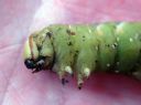 Sphinx_ligustri_larva_syreenikiitaja_toukka_IMG_4459.JPG