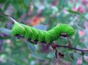 Sphinx_ligustri_larva_syreenikiitaja_toukka_IMG_6330.JPG