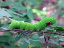 Sphinx_ligustri_larva_syreenikiitaja_toukka_IMG_6332.JPG