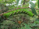 Sphinx_ligustri_larva_syreenikiitaja_toukka_IMG_6436.JPG