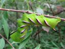 Sphinx_ligustri_larva_syreenikiitaja_toukka_IMG_6447.JPG