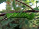 Sphinx_ligustri_larva_syreenikiitaja_toukka_IMG_6722.JPG