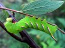 Sphinx_ligustri_larva_syreenikiitaja_toukka_IMG_6727.JPG