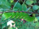 Sphinx_ligustri_larva_syreenikiitaja_toukka_IMG_6730.JPG