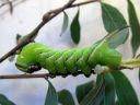 Sphinx_ligustri_larva_syreenikiitaja_toukka_IMG_6733.JPG