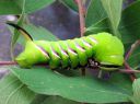 Sphinx_ligustri_larva_syreenikiitaja_toukka_IMG_6901.JPG