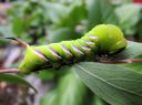 Sphinx_ligustri_larva_syreenikiitaja_toukka_IMG_6985.JPG