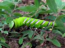 Sphinx_ligustri_larva_syreenikiitaja_toukka_IMG_7078.JPG