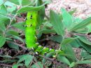 Sphinx_ligustri_larva_syreenikiitaja_toukka_IMG_7079.JPG