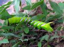 Sphinx_ligustri_larva_syreenikiitaja_toukka_IMG_7081.JPG