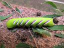 Sphinx_ligustri_larva_syreenikiitaja_toukka_IMG_7426.JPG