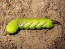 Sphinx_ligustri_larva_syreenikiitaja_toukka_IMG_7641.JPG