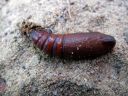 Sphinx_ligustri_pupa_syreenikiitaja_kotelo_IMG_0051.JPG