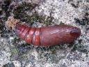 Sphinx_ligustri_pupa_syreenikiitaja_kotelo_IMG_0056.JPG