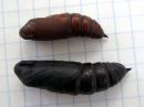 Sphinx_ligustri_pupa_syreenikiitaja_kotelo_IMG_4686.JPG