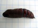 Sphinx_ligustri_pupa_syreenikiitaja_kotelo_IMG_4688.JPG