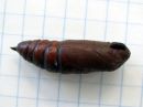 Sphinx_ligustri_pupa_syreenikiitaja_kotelo_IMG_4703.JPG