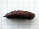 Sphinx_ligustri_pupa_syreenikiitaja_kotelo_IMG_4704.JPG