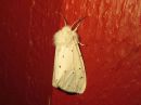 Spilosoma_lubricipedum_female_tiikerisiilikas_naaras_IMG_2074.jpg