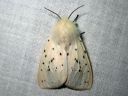 Spilosoma_lubricipedum_female_tiikerisiilikas_naaras_IMG_4746.JPG