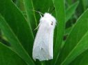 Spilosoma_lubricipedum_female_tiikerisiilikas_naaras_IMG_5397.JPG