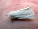 Spilosoma_lubricipedum_female_tiikerisiilikas_naaras_IMG_5527.JPG