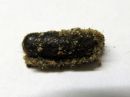 Tiedostonimi=Spilosoma_lubricipedum_kotelo_tiikerisiilikas_pupa_IMG_4639.jpg
Tiedostokoko=49kt
Koko=600x450
Lisätty=16.05.2020 Spilosoma_lubricipedum_kotelo_tiikerisiilikas_pupa_IMG_4639.jpg