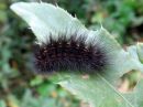 Tiedostonimi=Spilosoma_lubricipedum_larva_tiikerisiilikas_toukka_IMG_3651.jpg
Tiedostokoko=74kt
Koko=600x450
Lisätty=16.05.2020 Spilosoma_lubricipedum_larva_tiikerisiilikas_toukka_IMG_3651.jpg