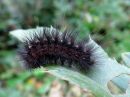 Spilosoma_lubricipedum_larva_tiikerisiilikas_toukka_IMG_3653.jpg