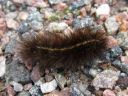 Spilosoma_lubricipedum_larva_tiikerisiilikas_toukka_IMG_6283.JPG