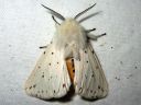 Spilosoma_lubricipedum_male_tiikerisiilikas_koiras_IMG_0077.jpg