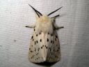 Spilosoma_lubricipedum_male_tiikerisiilikas_koiras_IMG_0668.JPG